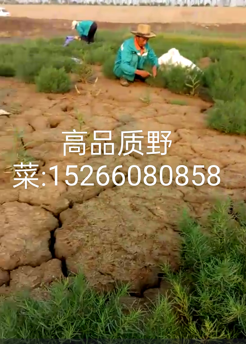 黄河入海口龙须菜