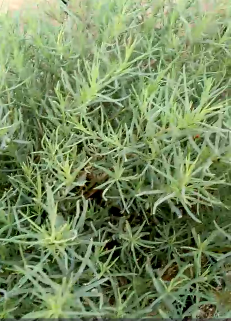 黄河入海口龙须菜