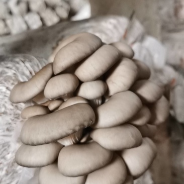 平菇