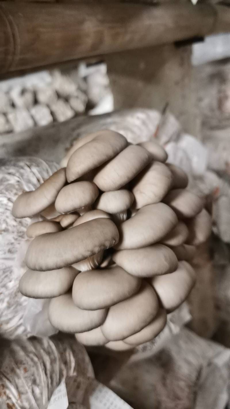 平菇