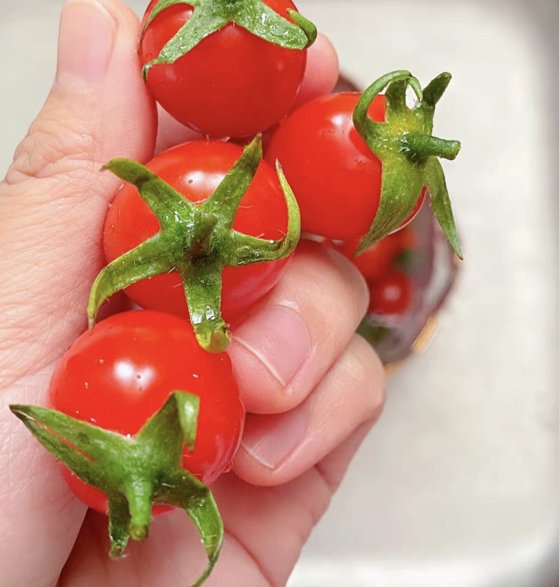 攀枝花露天小番茄