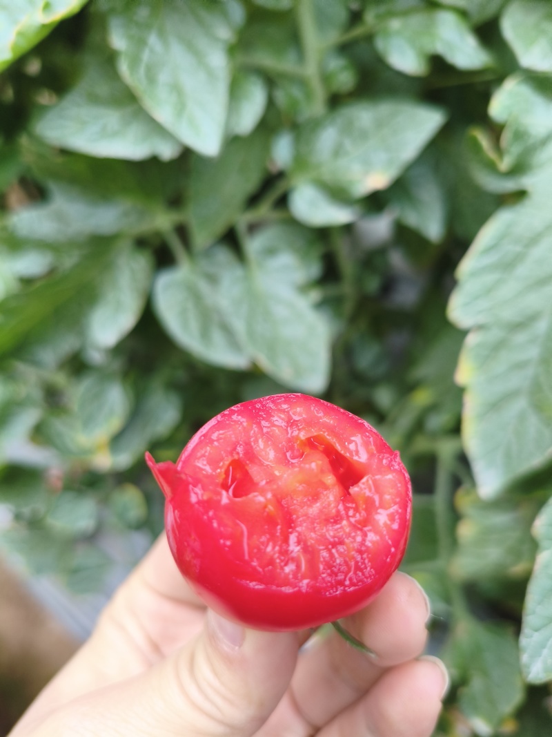 攀枝花露天小番茄
