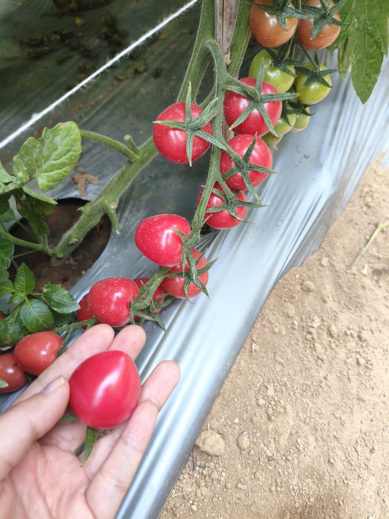 攀枝花露天小番茄