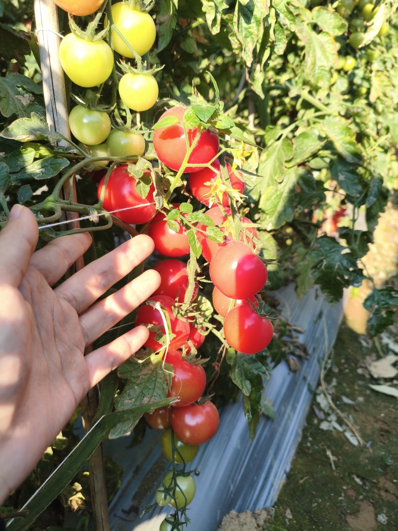 攀枝花露天小番茄