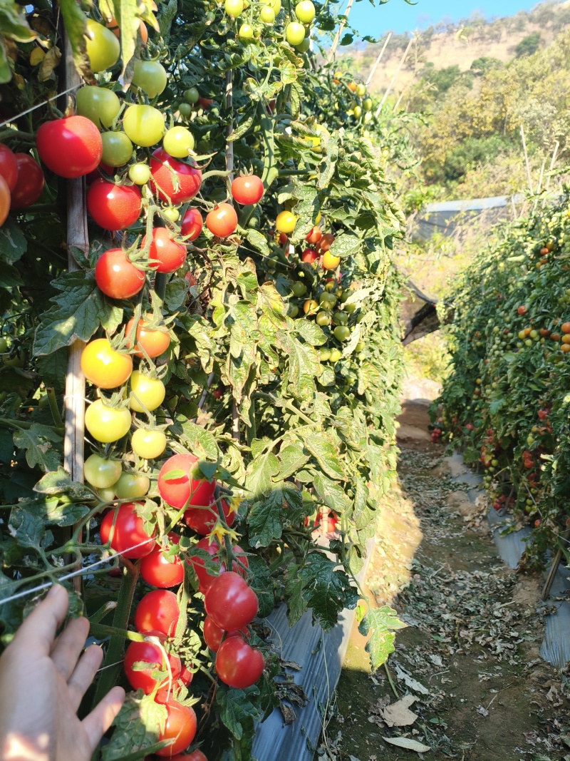 攀枝花露天小番茄