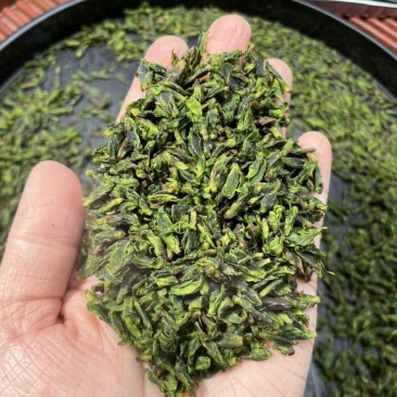 小叶苦丁茶