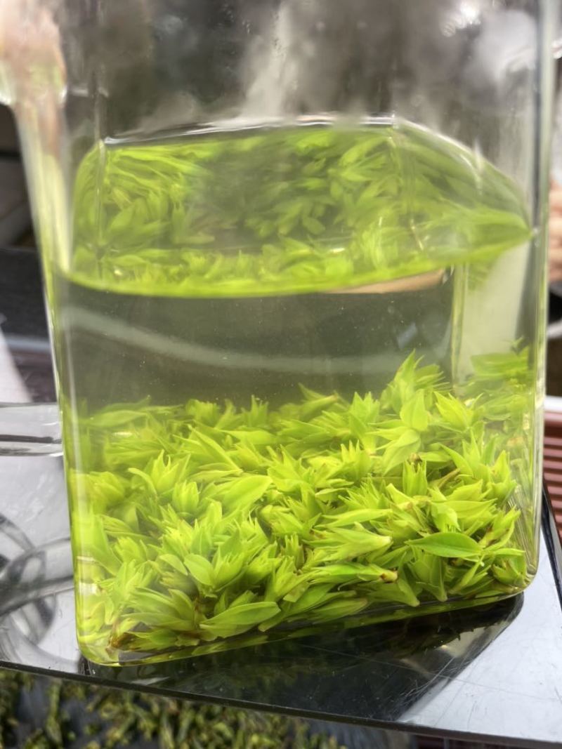 小叶苦丁茶