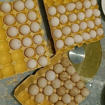 卖土鸡蛋