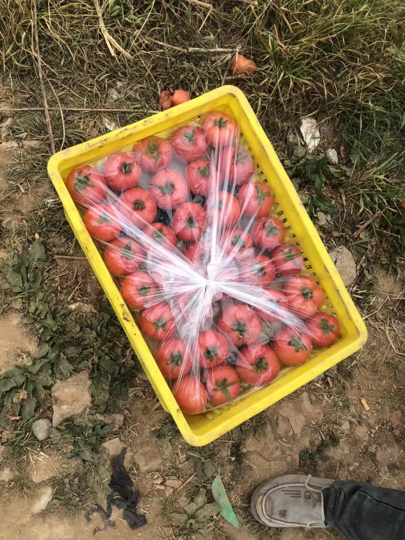 陕西泾阳县普罗旺斯西红柿