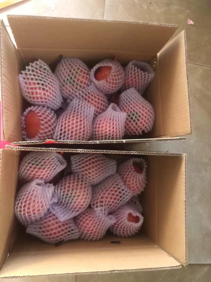 陕西泾阳县普罗旺斯西红柿