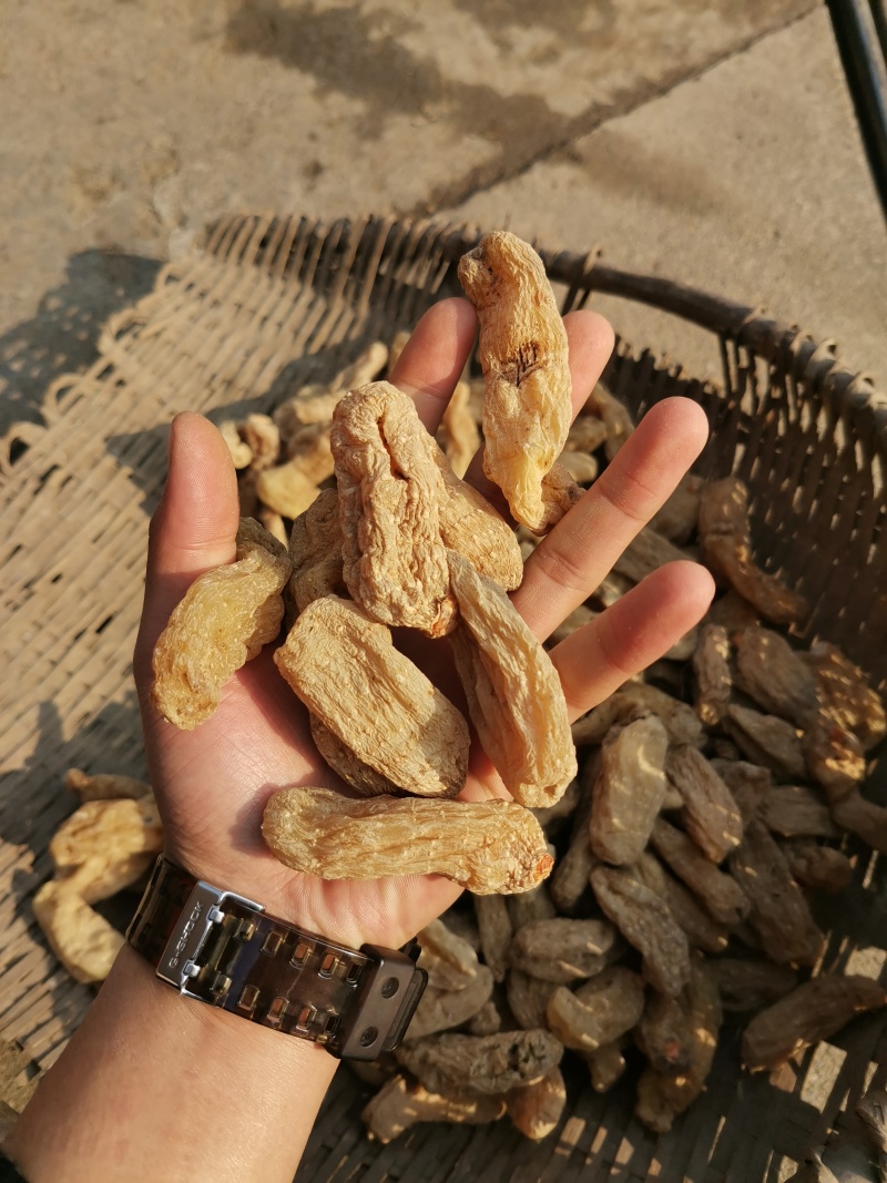 昭通天麻，麻种，新鲜的干货都有