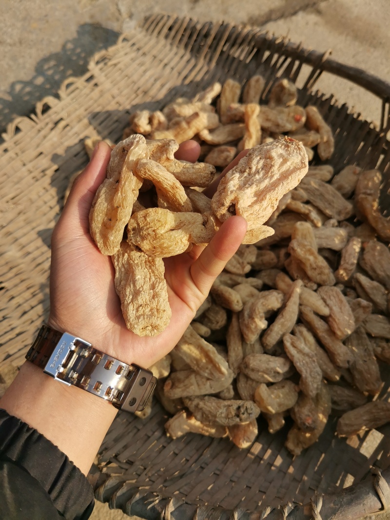昭通天麻，麻种，新鲜的干货都有