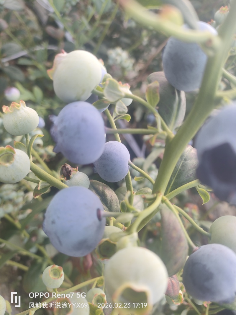 云南蓝莓f6