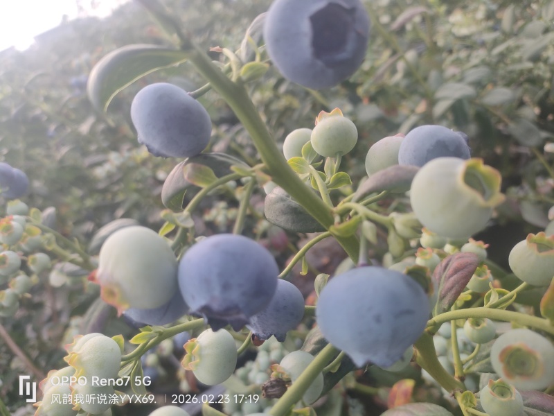 云南蓝莓f6