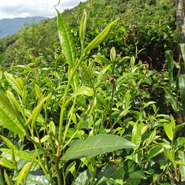 云南普洱茶