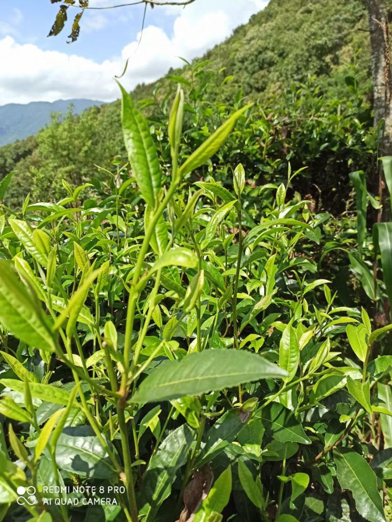 云南普洱茶