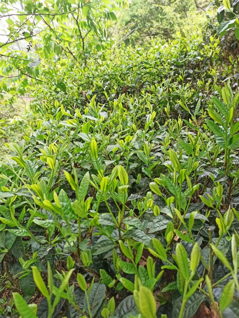 云南普洱茶