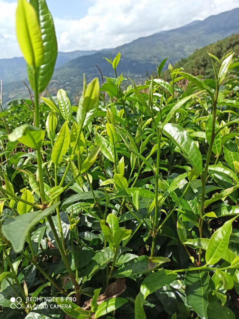 云南普洱茶