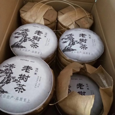 普洱茶古树