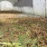 云南昆明活体蚂蚱养殖可食用营养价值高