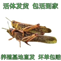 云南昆明活体蚂蚱养殖可食用营养价值高