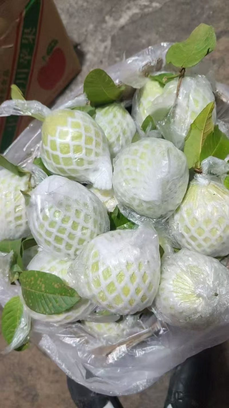 石榴，白心，红心