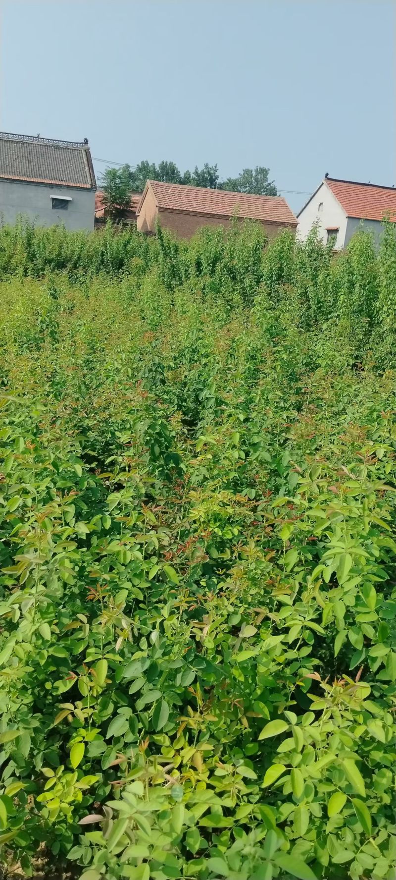 玫瑰苗