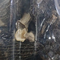 羊肚菌