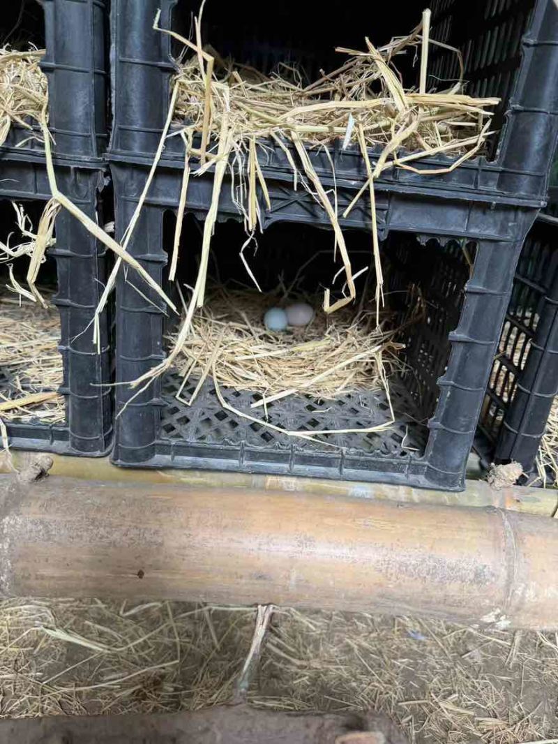 农村自家散养土鸡蛋