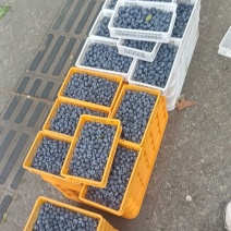 蓝莓15，18，20