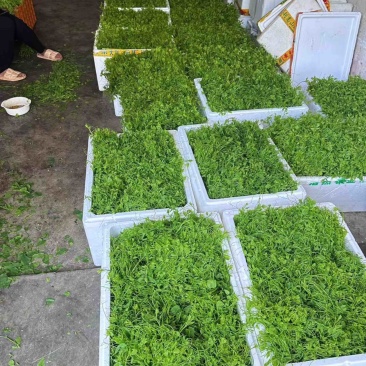 广西辣木菜种植基地，价格优惠，八块一斤，电话来就卖