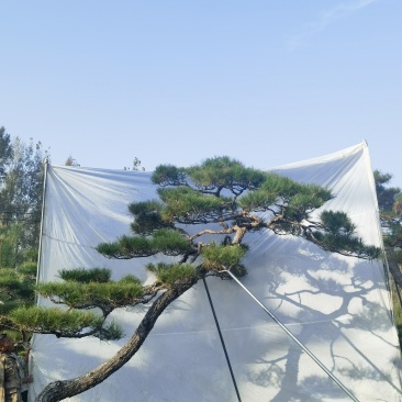 造型黑松造型油松景观松造型松