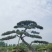造型黑松造型油松景观松造型松