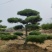 造型黑松造型油松景观松造型松