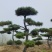 造型黑松造型油松景观松造型松