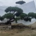 造型黑松造型油松景观松造型松
