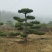 造型黑松造型油松景观松造型松
