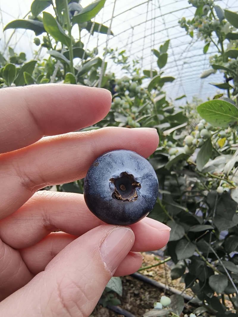 绥中本地L25蓝莓🫐