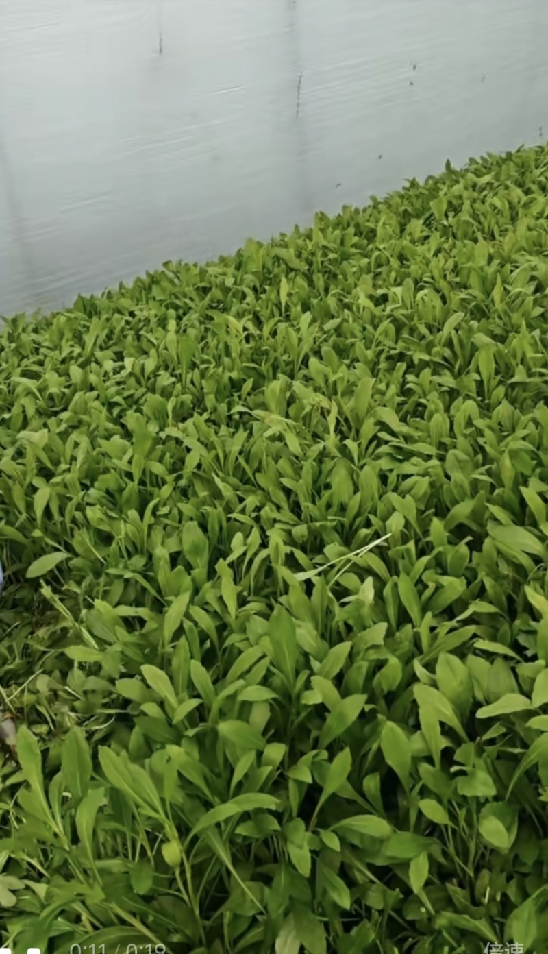 平湖马兰头