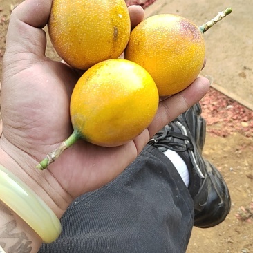 热情果