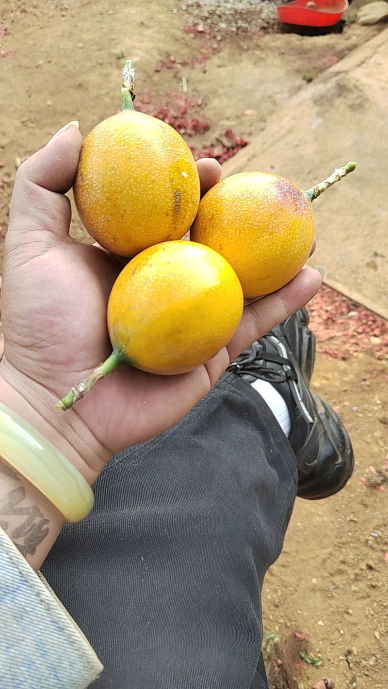 热情果