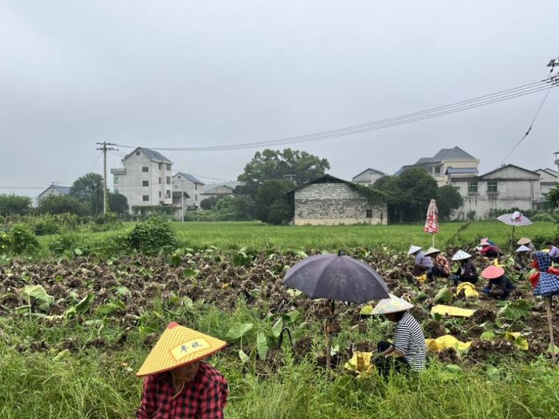 福建毛芋头