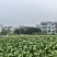 福建毛芋头