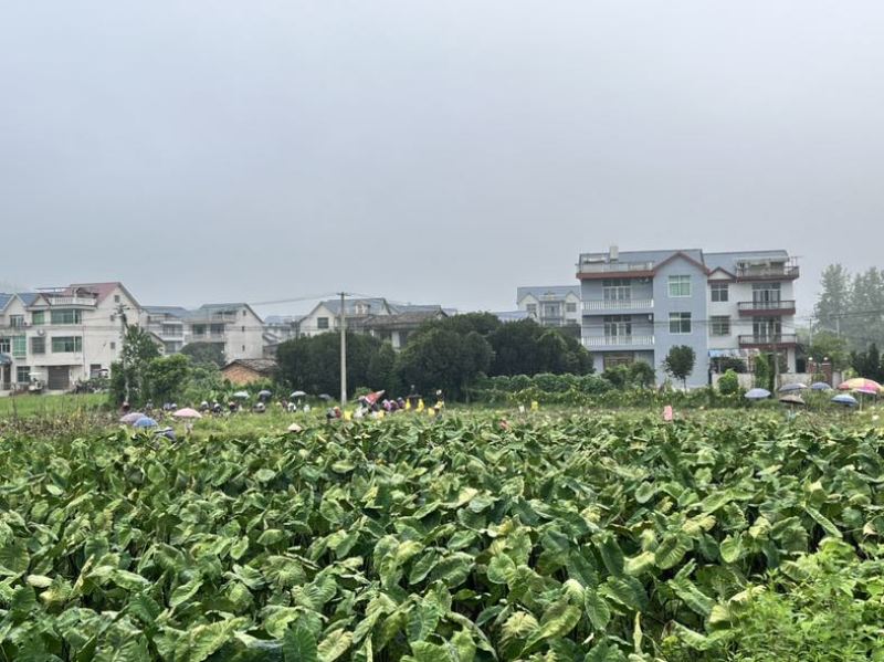 福建毛芋头