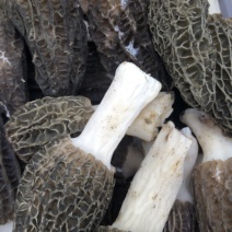 新鲜羊肚菌