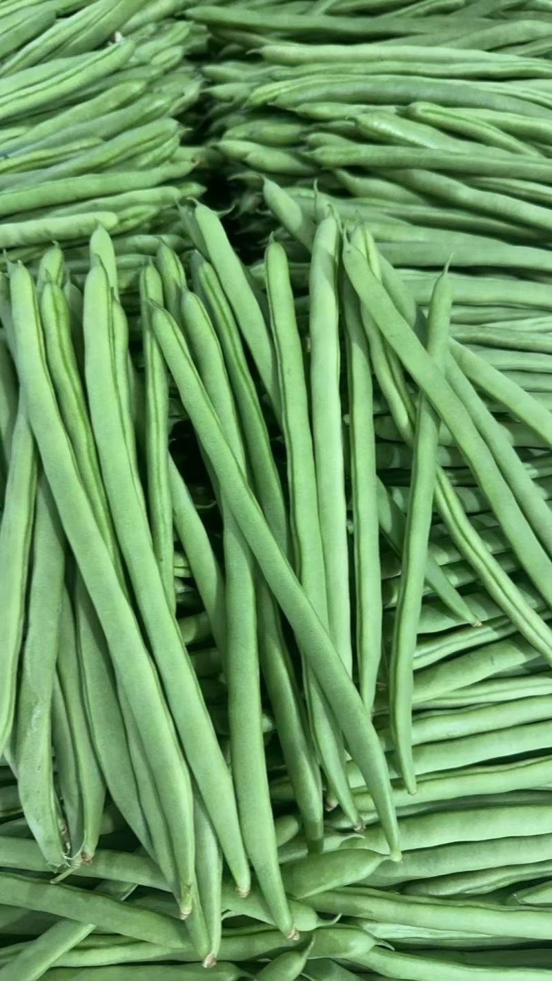 云南小金豆四季豆产地一手货源大量现货上市中