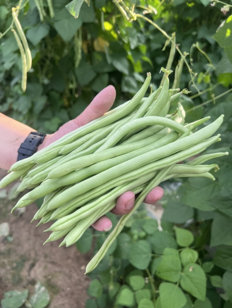 云南小金豆四季豆产地一手货源大量现货上市中