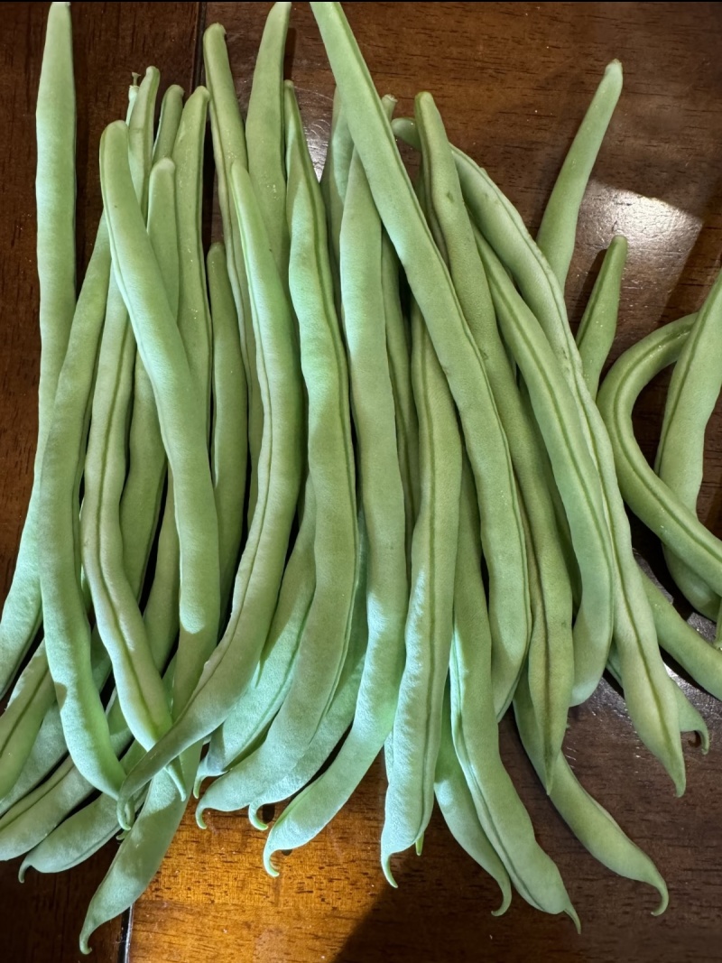 云南小金豆四季豆产地一手货源大量现货上市中