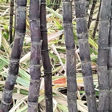 卖甘蔗手机号***********