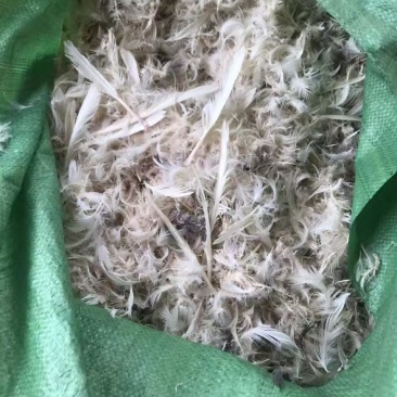 白鸭毛